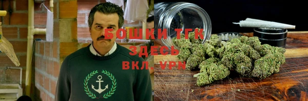 сатива Карпинск